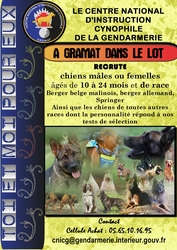 Sports canins, Concours canins, Ring Sports canins, Concours canins, Ring